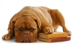 Lessons Learned from Blogging Dog with Glasses