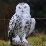 http://www.dreamstime.com/-image21751276 Picture of Snow Owl | HootSuite Owl Representation