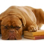dreamstime_xs_19046208 Lessons Learned from Blogging Dog with Glasses